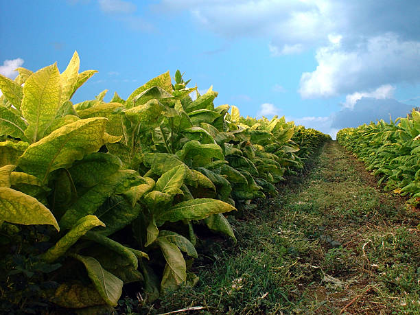 Plantes du tabac - Photo