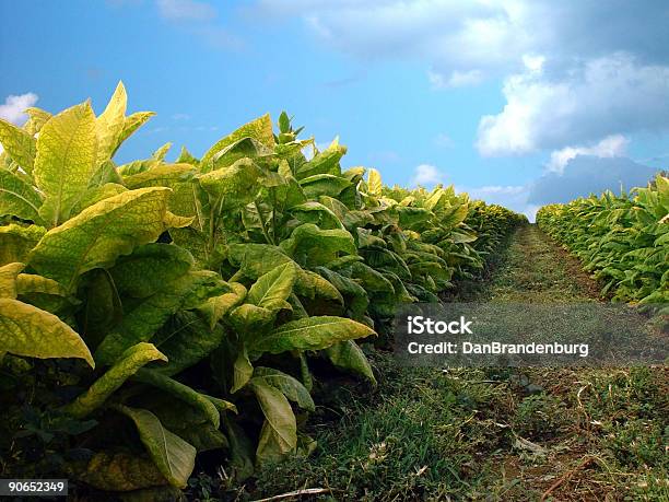 Tytoń Roślin - zdjęcia stockowe i więcej obrazów Uprawa tytoniu - Uprawa tytoniu, Wyrób tytoniowy, Liść