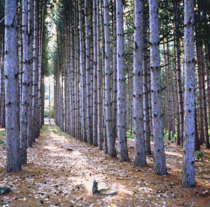 Rows of pine trees planted for harvest.  Yashica Mat 124G, Fuji Provia.