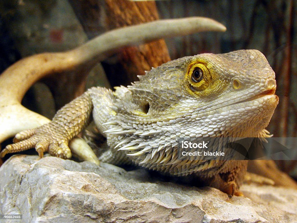 Bearded Dragon  Amphibian Stock Photo