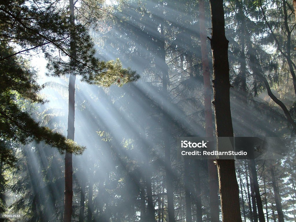 Floresta luz do sol. - Foto de stock de Bosque - Floresta royalty-free