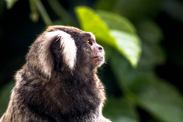 Small monkey  in an area of Atlantic Forest, in Sao Paulo