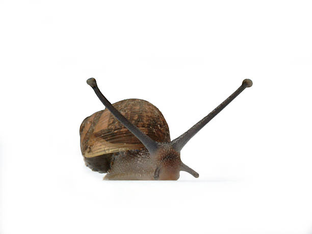 snail3 - fotografia de stock