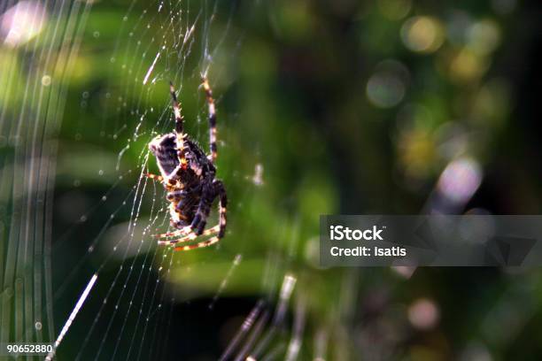 Photo libre de droit de Araignée 2 banque d'images et plus d'images libres de droit de Araignée - Araignée, Attraper, Bâton de bois