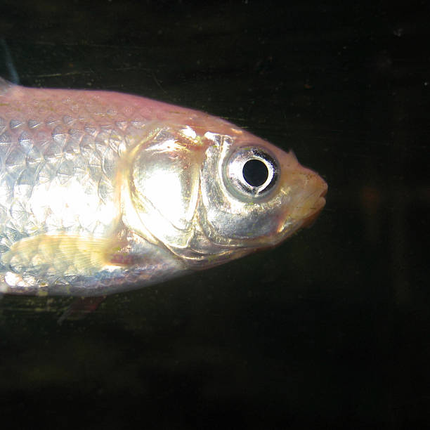 Brillante pescado - foto de stock