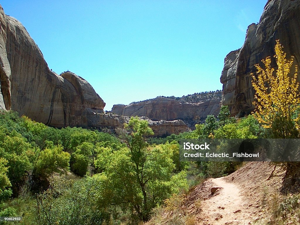 Canyon - Foto stock royalty-free di Albero