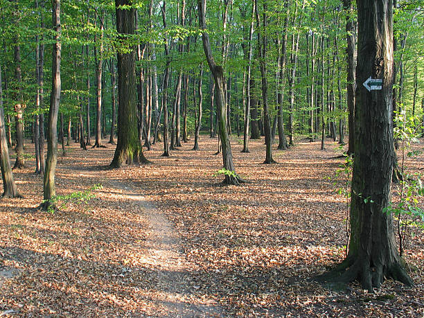 istock follow the sign in the forest 90653343