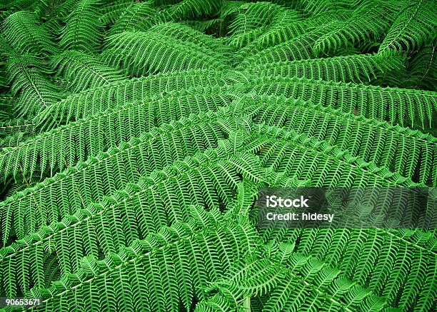 Helecho De Queensland Foto de stock y más banco de imágenes de Aire libre - Aire libre, Australia, Bosque