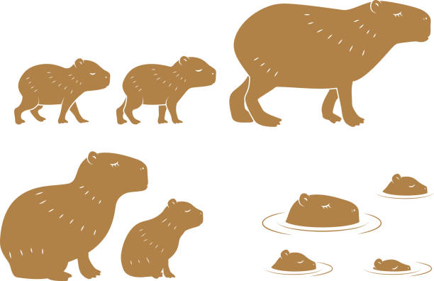 illustrations, cliparts, dessins animés et icônes de capybara famille - capybara