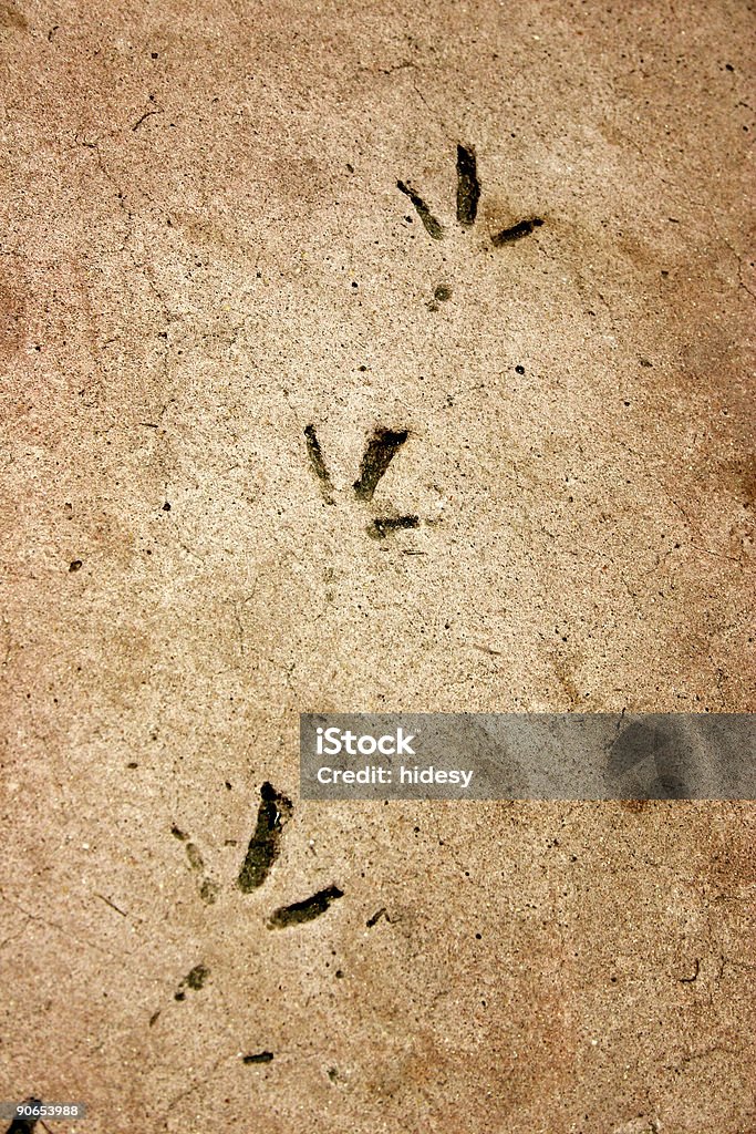 Starren Bird Footprints - Lizenzfrei Auf etwas treten Stock-Foto