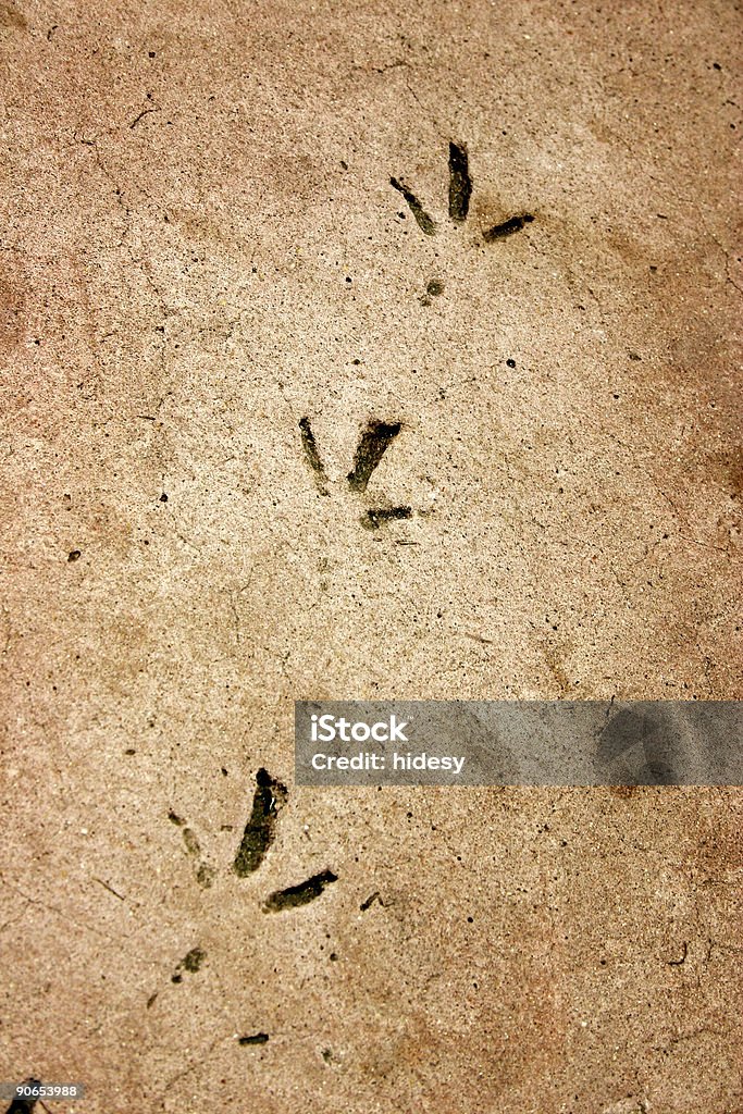 Fossilised ptak Footprints - Zbiór zdjęć royalty-free (Betonowy)