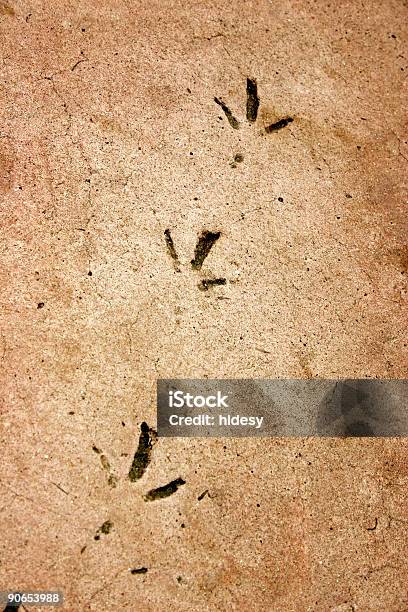 Fossilised Ptak Footprints - zdjęcia stockowe i więcej obrazów Betonowy - Betonowy, Bez ludzi, Cement