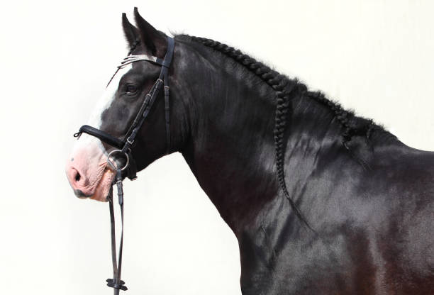istock Black shire heavy draft horse portrait 906540628