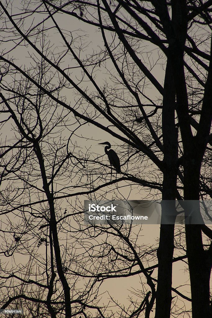 En soirée - Photo de Aigrette libre de droits