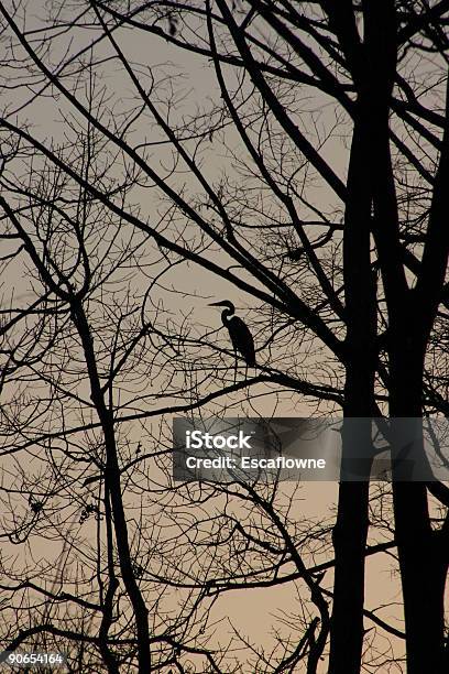 Photo libre de droit de En Soirée banque d'images et plus d'images libres de droit de Aigrette - Aigrette, Arbre, Arbre sans feuillage