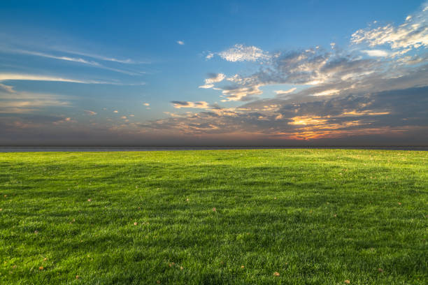 istock Grass and sea at dusk 906542886