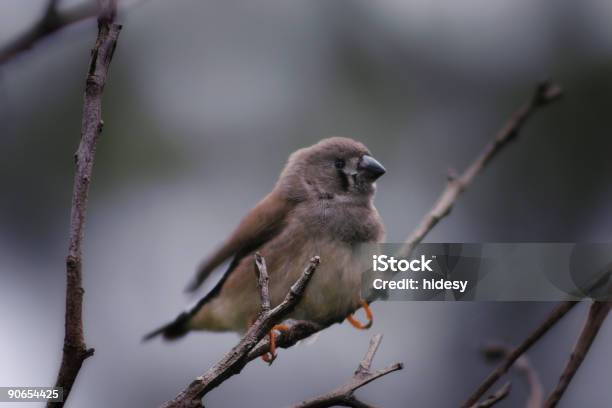 Photo libre de droit de Oiseau Dhiver banque d'images et plus d'images libres de droit de De petite taille - De petite taille, Diptère, Fourrure