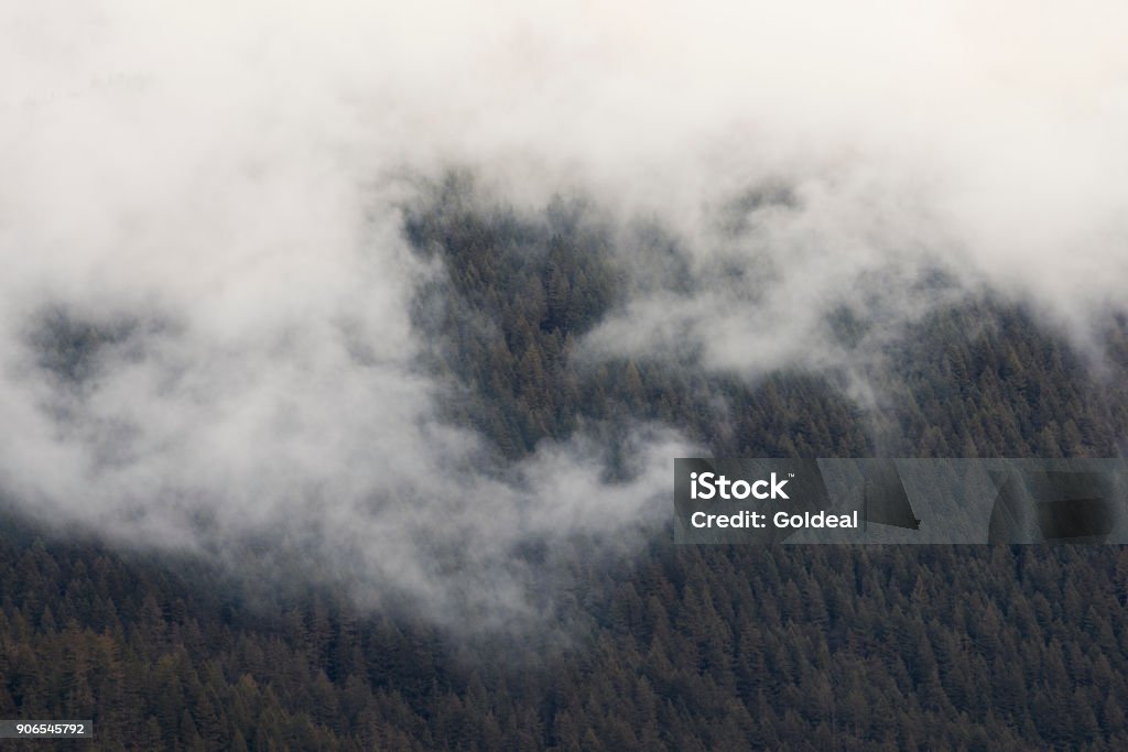 Foggy Wilderness Fog covers the forest.  Mid day in January. Cold Temperature Stock Photo