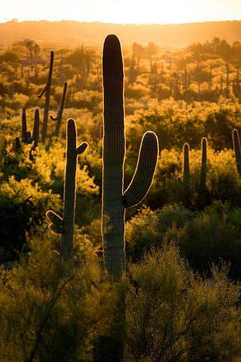 Cactus spread throughout the desert in Arizona