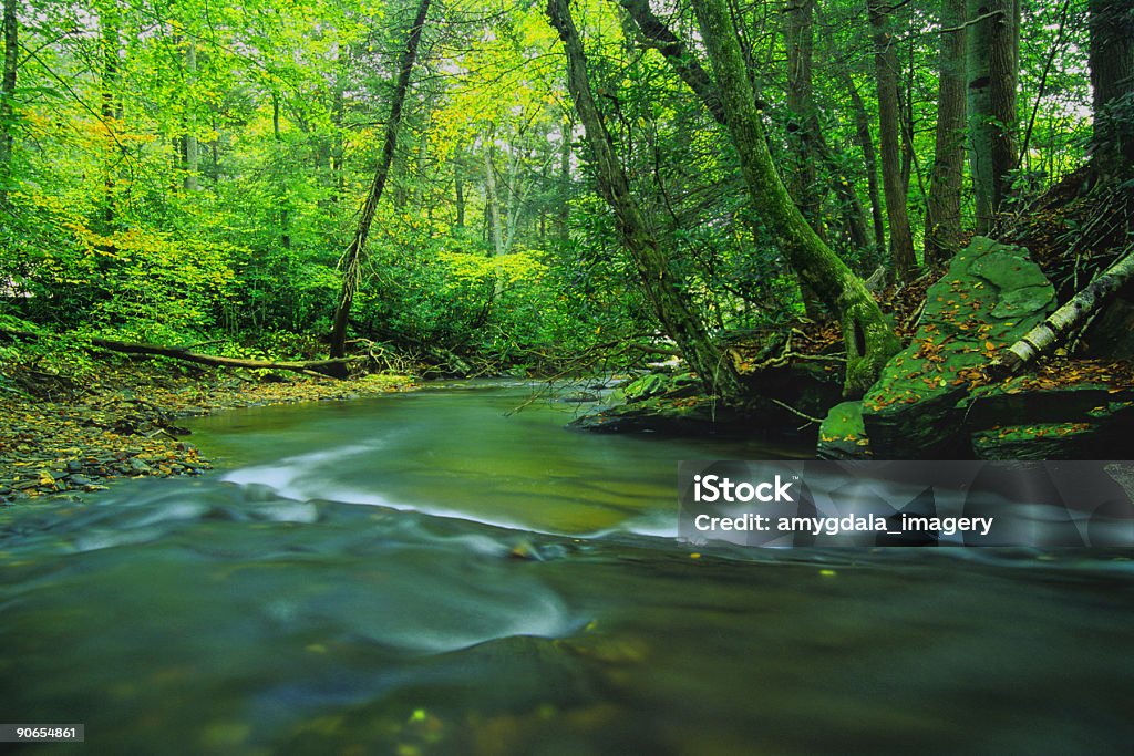 Rzeka Las zielony krajobraz - Zbiór zdjęć royalty-free (Stan Karolina Północna)