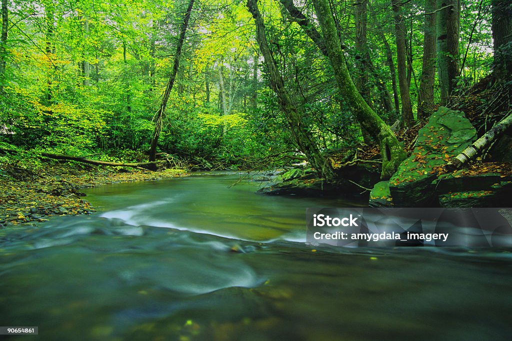 Rio paisagem verde-floresta - Foto de stock de Carolina do Norte - Estado dos EUA royalty-free