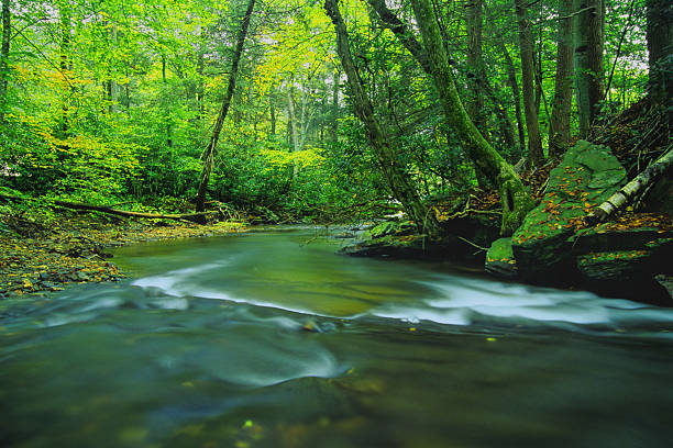 пейзаж река зеленый лес - north carolina mountain river autumn стоковые фото и изображения