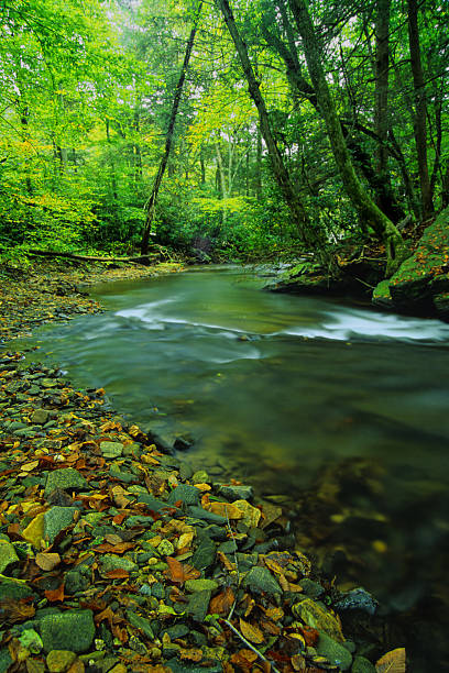 пейзаж река зеленый лес - north carolina mountain river autumn стоковые фото и изображения