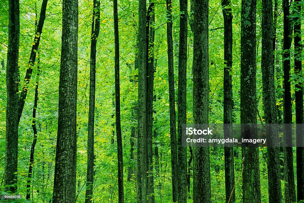Árvore na paisagem de Floresta abstrato - Royalty-free Ninguém Foto de stock