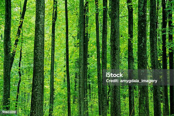 Árvore Na Paisagem De Floresta Abstrato - Fotografias de stock e mais imagens de Ninguém - Ninguém, Paisagem - Cena Não Urbana, Parque Nacional de Shenandoah