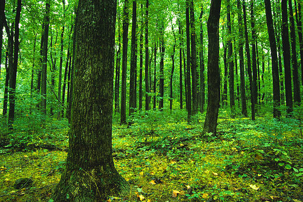 paisaje de bosque verde de los árboles - growth tree spirituality tranquil scene fotografías e imágenes de stock