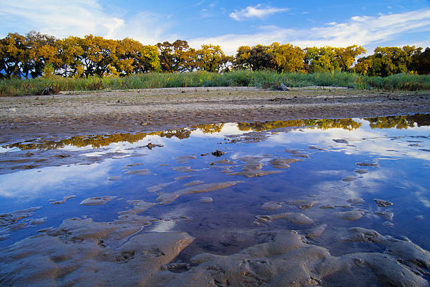 rivière arbre reflets - mud river new mexico tree photos et images de collection