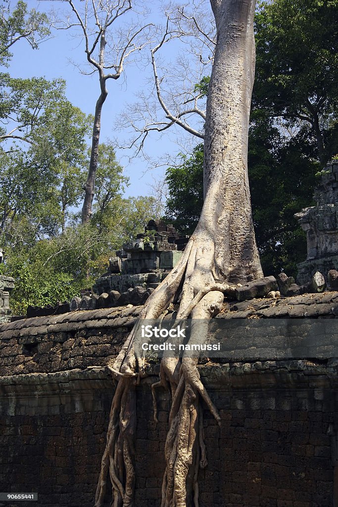 Angkor Wat, Kambodscha: Baum im Ta Prohm - Lizenzfrei Angkor Stock-Foto