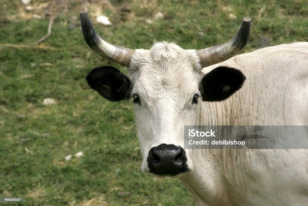 Longhorn Cattle Cow-Modo di dire inglese - Foto stock royalty-free di Bianco