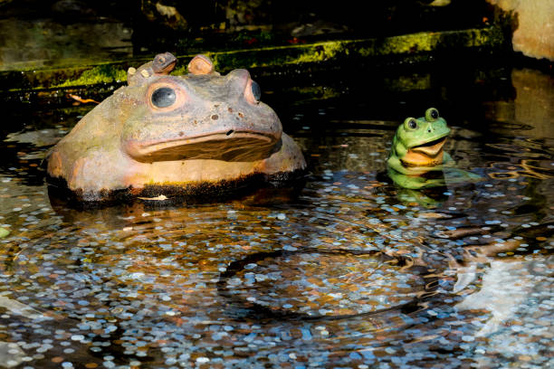 istock coins in a pond thrown in for good luck 906556806