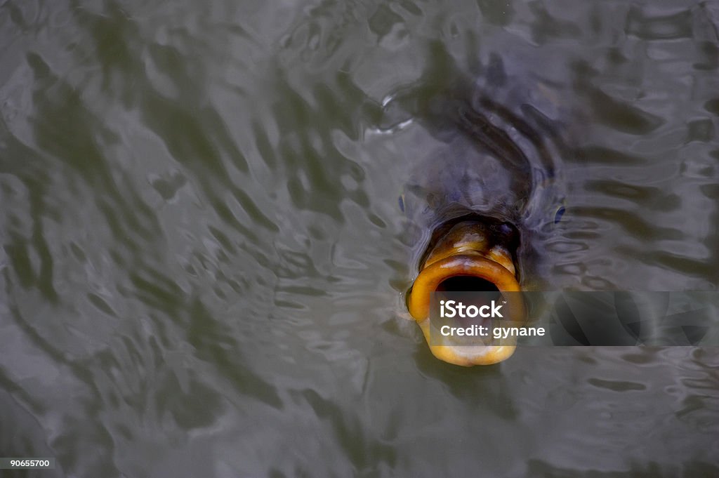 Peixe gulping para comida - Foto de stock de Aberto royalty-free