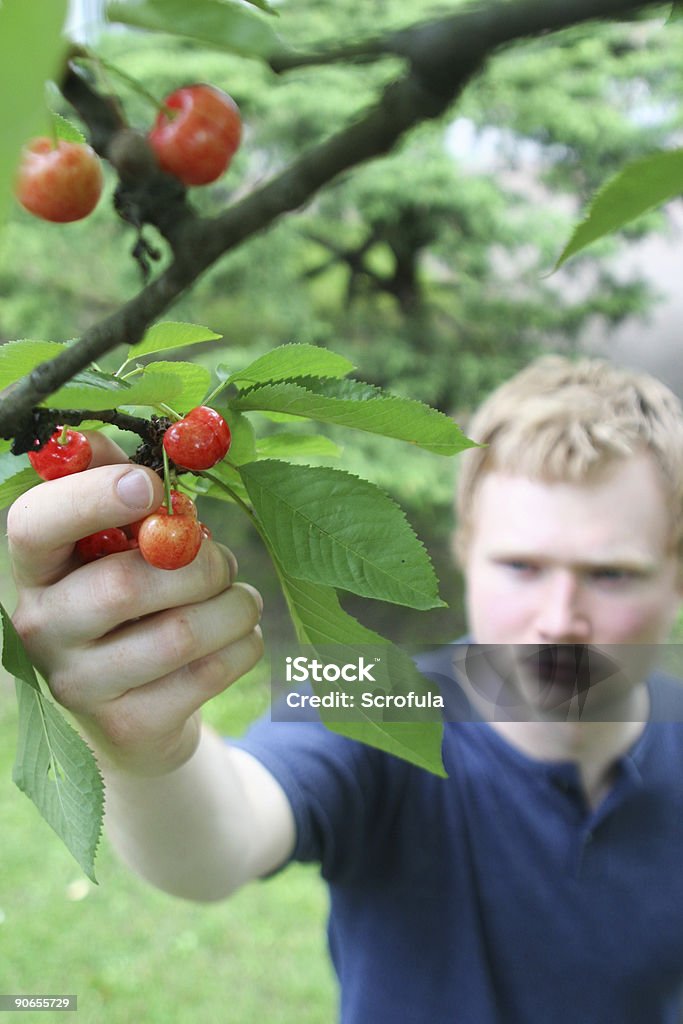 Apanhar Frutos cerejas 3 - Royalty-free Apanha Foto de stock