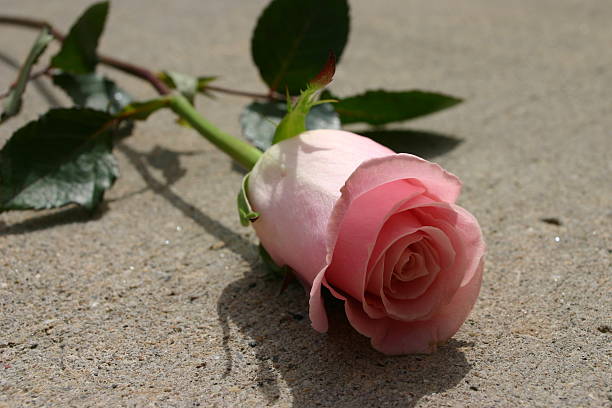 Pink Rose stock photo