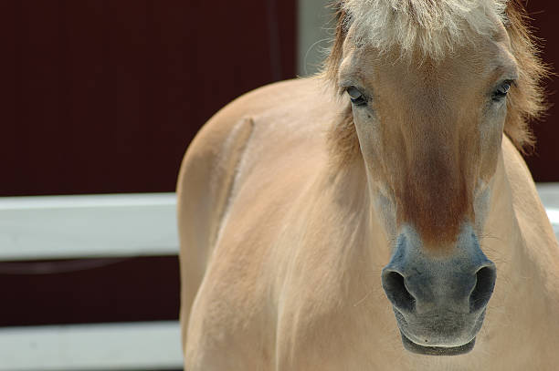 istock Norwegian Fjord Horse 90656062
