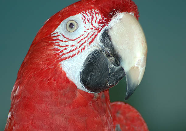 Red Macaw Face  mccaws stock pictures, royalty-free photos & images
