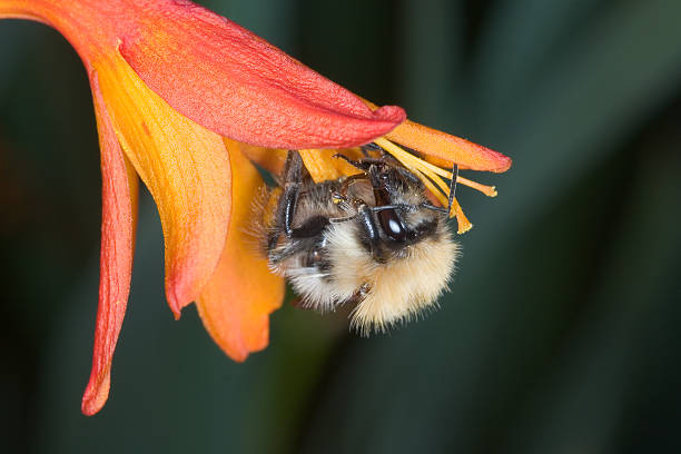 Bee on flower stock photo