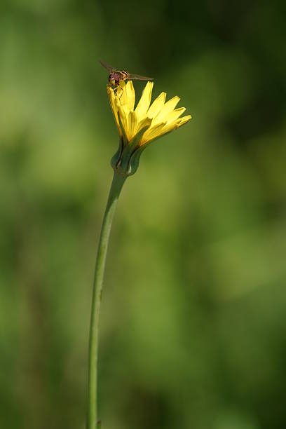 Pżądy na żółtym kwiatku – zdjęcie