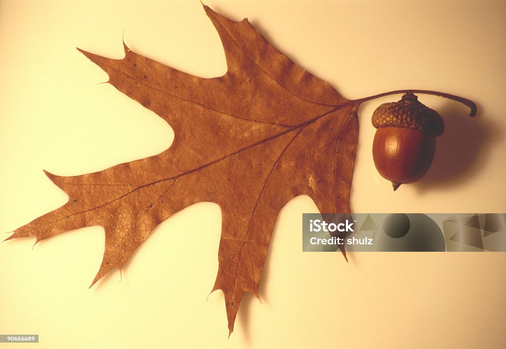 Autunno Foglia di quercia e Ghianda - Foto stock royalty-free di Foglia