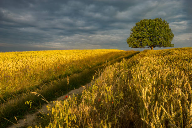 istock dirt road leading to a lone oak tree in the field 906567392