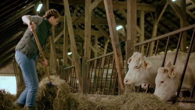 Male farmer pitching hay to her cattle in the barn