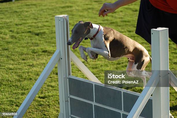 이탤리언그레이하운드 뛰어내림 개에 대한 스톡 사진 및 기타 이미지 - 개, 역경, 역경 극복
