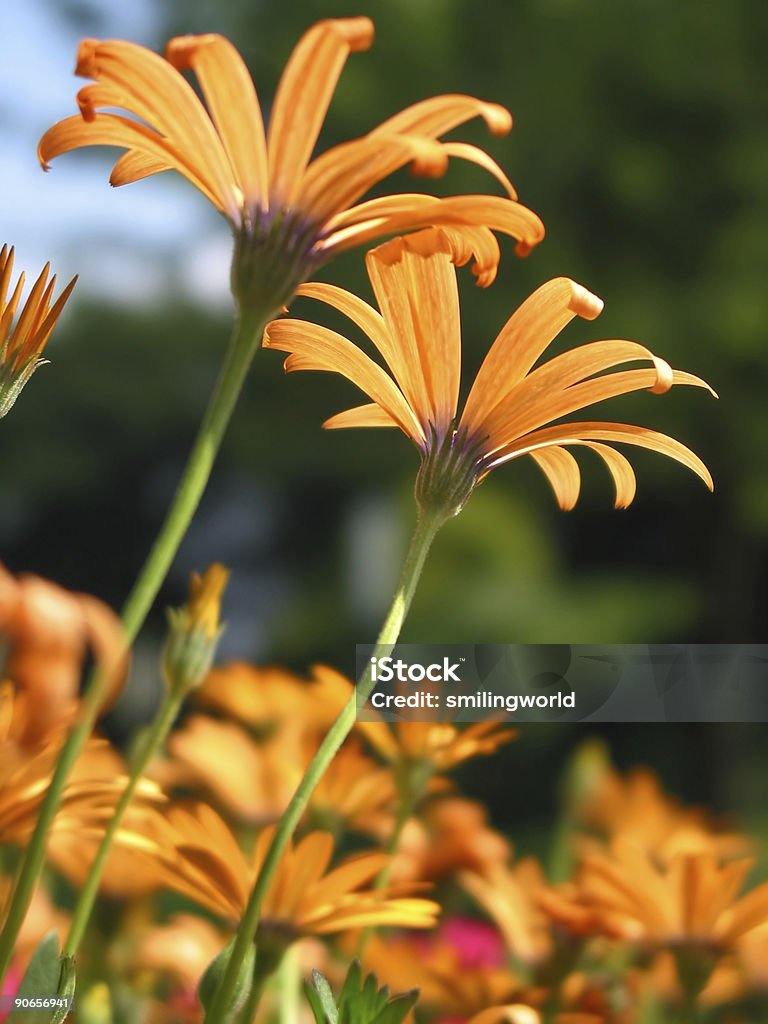Luz naranja gerbera flower - Foto de stock de Aire libre libre de derechos
