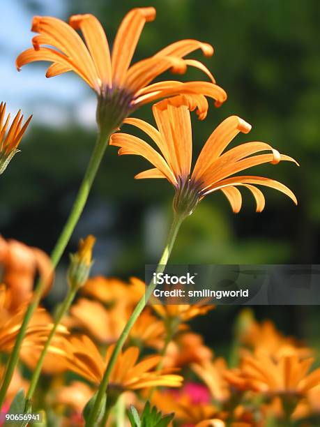 Photo libre de droit de Fleur De Gerbera Orange Clair banque d'images et plus d'images libres de droit de Beauté - Beauté, Beauté de la nature, Capitule