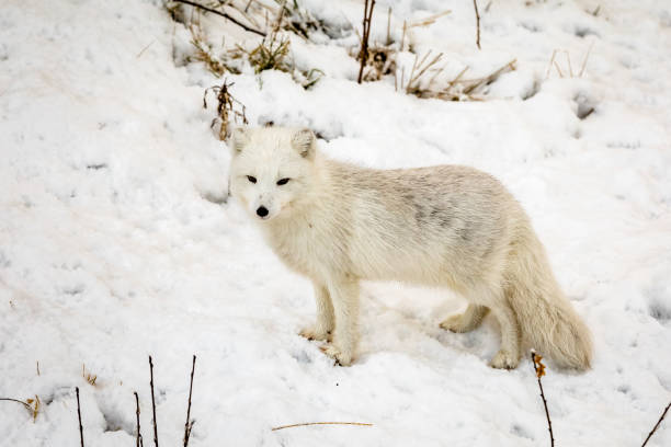 istock Male arctic fox with winter fur, standing on snow. 906569852