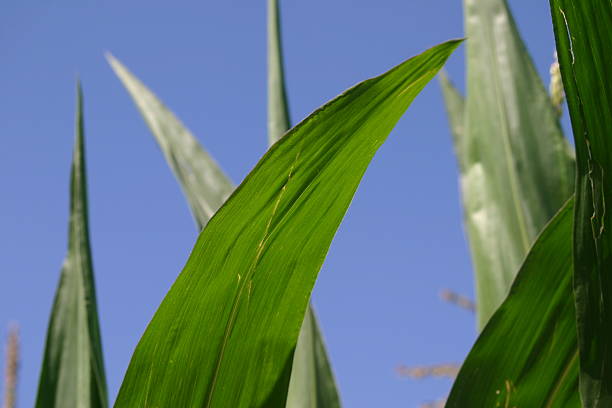 liście w błękitne niebo - corn on the cobb zdjęcia i obrazy z banku zdjęć