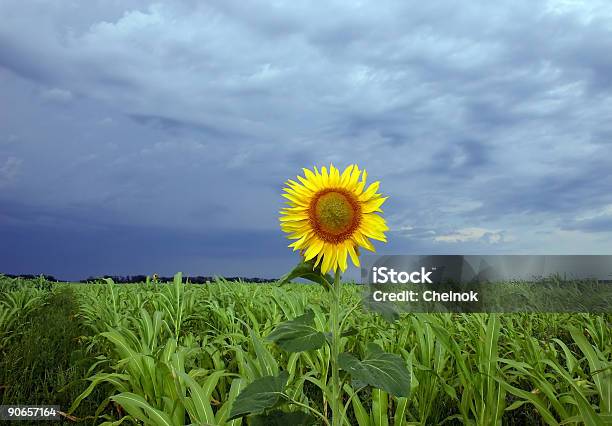 Sonne Stockfoto und mehr Bilder von Beißen - Beißen, Blatt - Pflanzenbestandteile, Blau